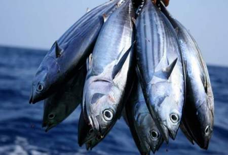 افزایش ۸۰ درصدی قیمت ماهی