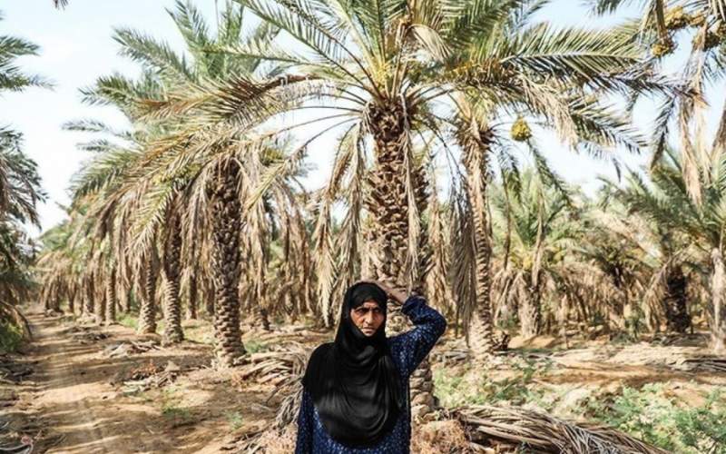 ۴۰ درصد نخل‌های خوزستان نابود شد‌ه‌‍‌اند