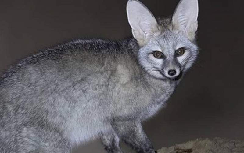 زیباترین روباه ایران را ببینید /عکس