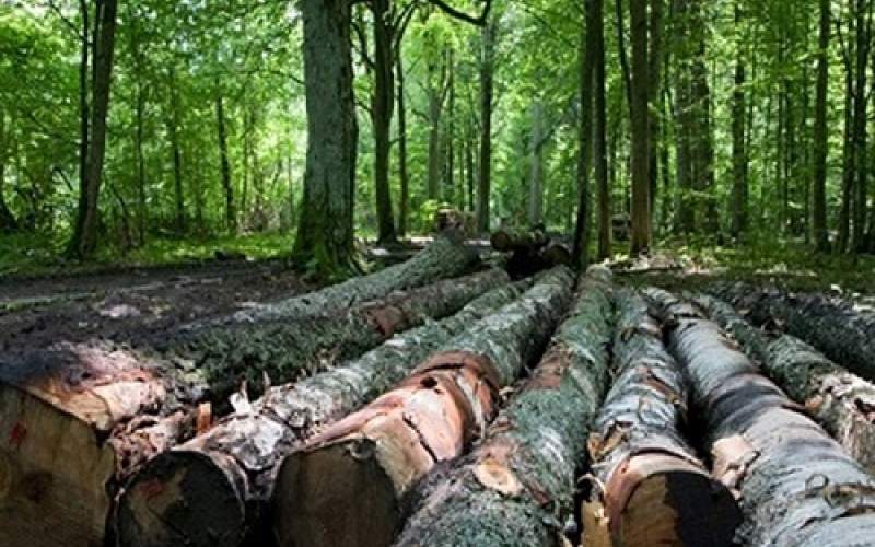 افشاگری درباره نابودی جنگل‌ها توسط‌سلولزی‌ها