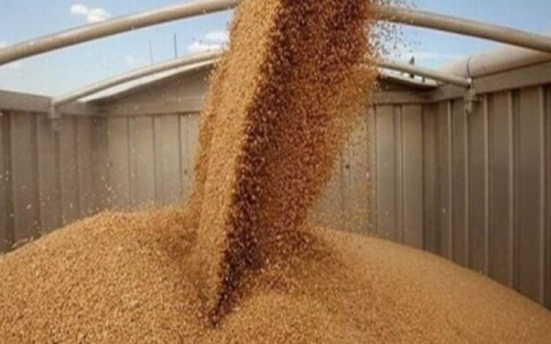 کاهش 13 دلاری قیمت گندم در بازارهای جهانی