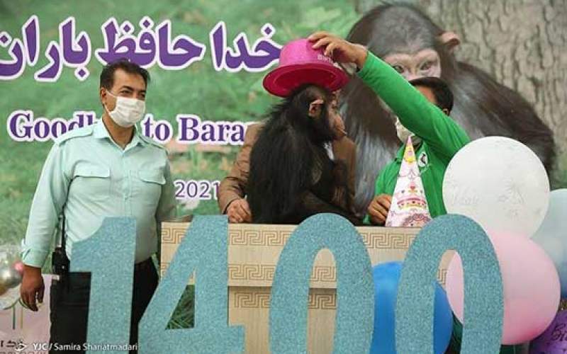 باران، شامپانزه ایرانی جانش را از دست داد