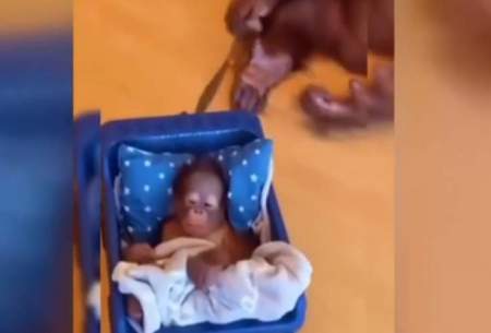 شیوه عجیب خواباندن بچه میمون توسط مادرش
