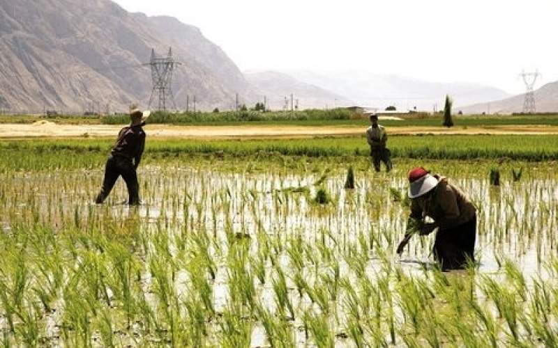افزایش ۸۰ درصدی قیمت برنج در یکسال اخیر