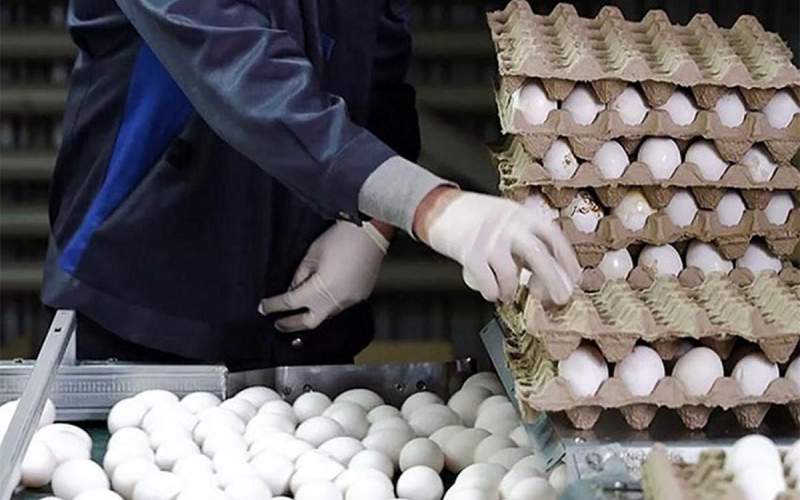 هر شانه تخم مرغ ۱۰۰ هزار تومان، هر کیلو مرغ ۷۰ هزار تومان!