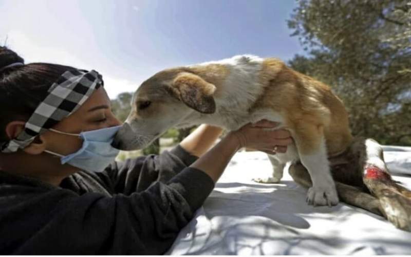 سگ‌کشی و آوارگی حیوانات خانگی در لبنان