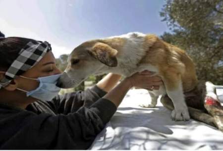 سگ‌کشی و آوارگی حیوانات خانگی در لبنان