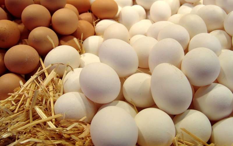 آیا قاچاق تخم‌مرغ از کشور صحت دارد؟