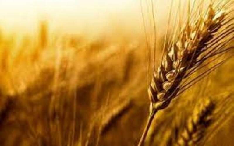 سرنوشت نامعلوم ۴.۵میلیون تن گندم در کشور