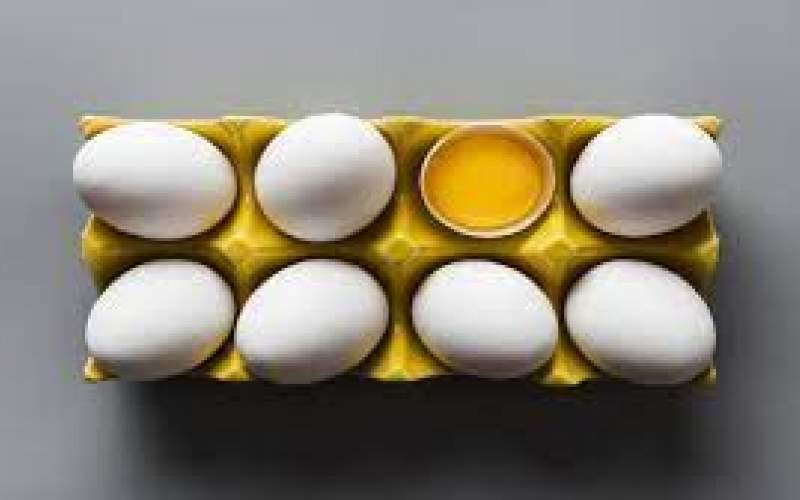 افزایش تولید تخم‌ مرغ در ۳ ماهه پایانی سال