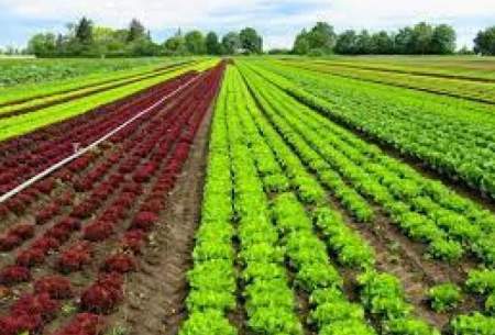 تائید سموم بالا در برگشت صادرات کشاورزی