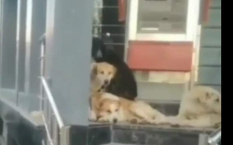 تجمع عجیب سگ‌ها جلوی بانک ملی در تهران