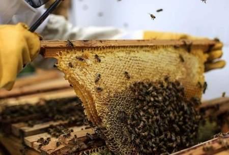 کاهش۴۰درصدی‌جمعیت زنبورهای‌عسل در کشور