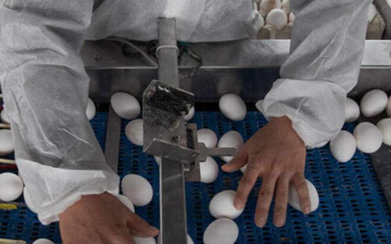 کاهش جوجه ریزی در مرغ‌های تخم‌گذار
