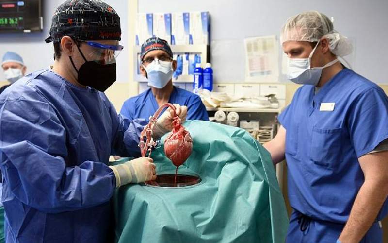تیم جراحی دانشکده پزشکی مریلند برای پیوند قلب خوک به بیمار دیوید بنت 