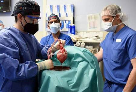 تیم جراحی دانشکده پزشکی مریلند برای پیوند قلب خوک به بیمار دیوید بنت 
