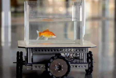 دانشمندان به ماهی قرمزها رانندگی یاد دادند