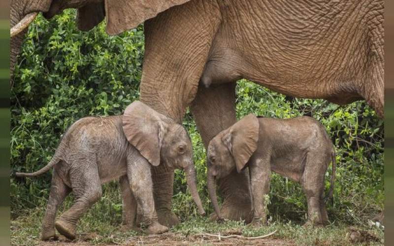 فیل آفریقایی در پدیده‌ای نادر دوقلو زایید