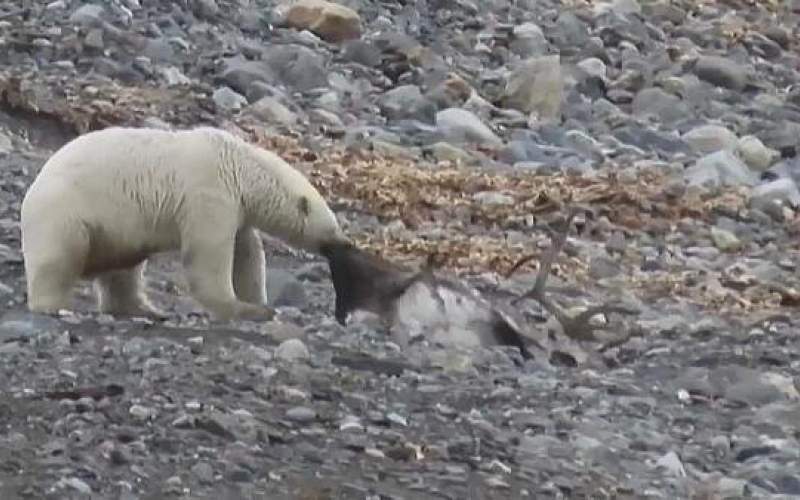خرس قطبی گوزن شمالی شکار می‌کند