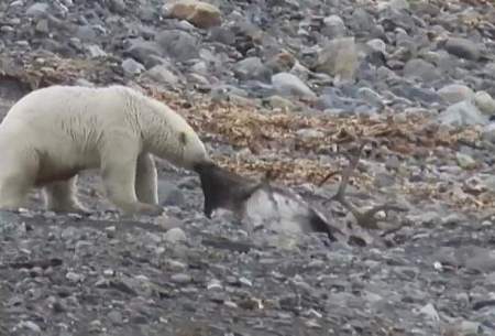 خرس قطبی گوزن شمالی شکار می‌کند