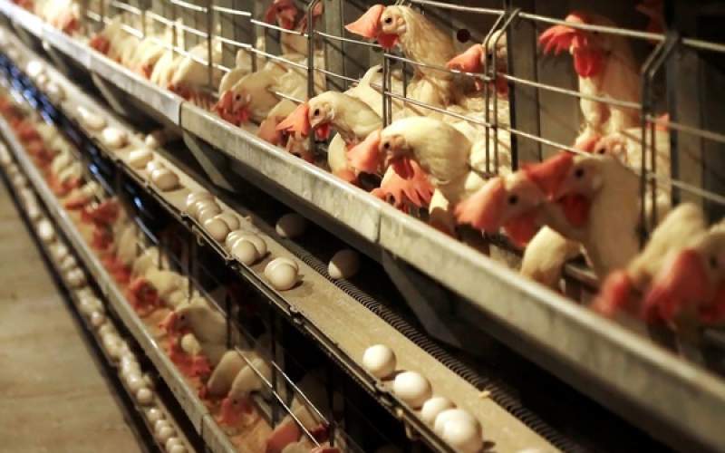 تولیدکنندگان تخم‌مرغ ۵۲ روز نهاده دریافت نکردند