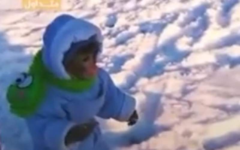تصاویری از لذت بردن یک میمون از بارش برف
