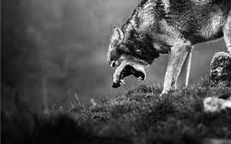 جولانِ ترسناک گرگ‌های گرسنه در ارومیه