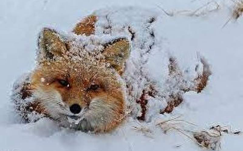 تصاویرِ تماشایی از یک روباه زیبا زیر بارش برف