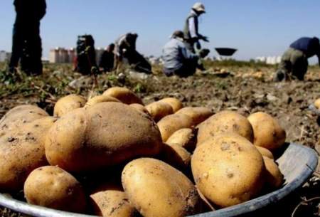 احتمال واردات سیب‌زمینی از پاکستان به ایران