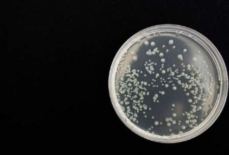 باکتری که میزبان را با روشی متفاوت آلوده می‌کند