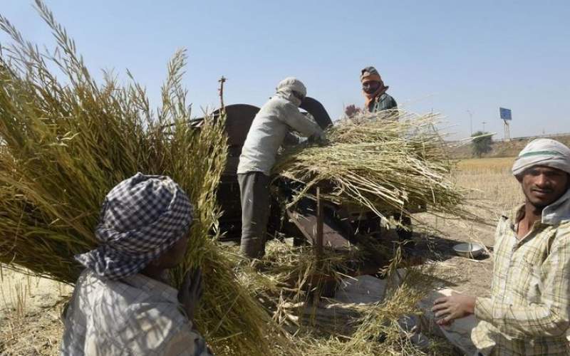 خرید گندم بر مبنای قیمت جهانی باشد