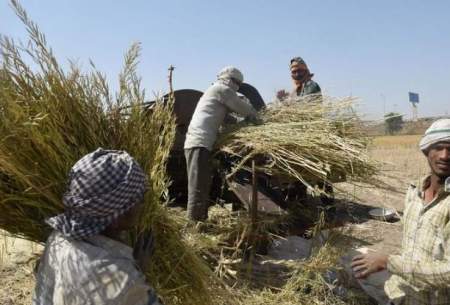 خرید گندم بر مبنای قیمت جهانی باشد