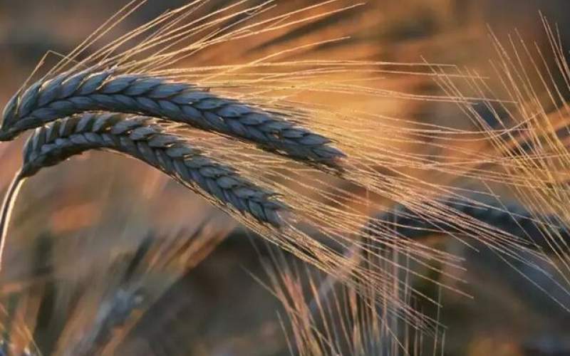گندم در بازار جهانی گران‌تر شد