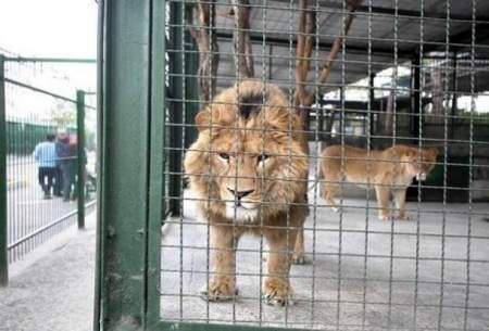 باغ‌وحش‌های کشور ممیزی و رتبه‌بندی می‌شوند