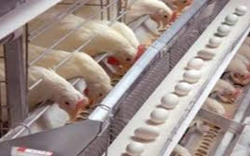 ممنوعیت واردات مرغ و تخم‌مرغ به کویت