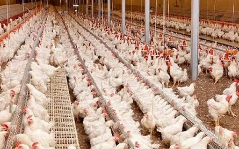 مرغ منجمد از ترکیه وارد می‌شود