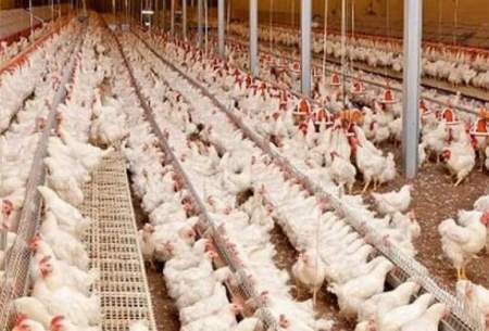 مرغ منجمد از ترکیه وارد می‌شود