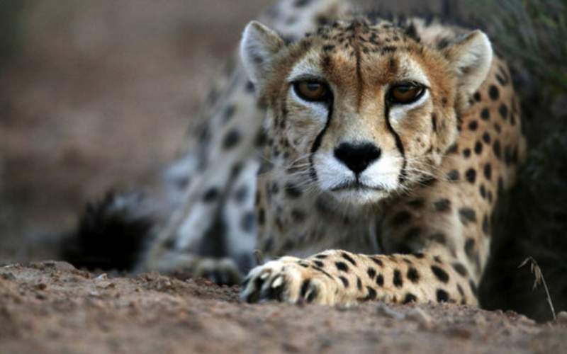 از گونه‌های در خطر انقراض ایران چه خبر؟