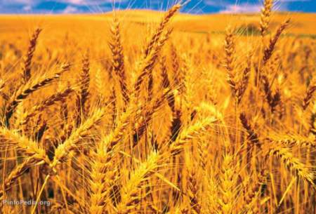 قیمت گندم رکورد شکست؛بحران نان در راه است