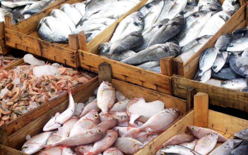 ماهی «زبیده» کیلویی ۴۰۰ هزار تومان شد
