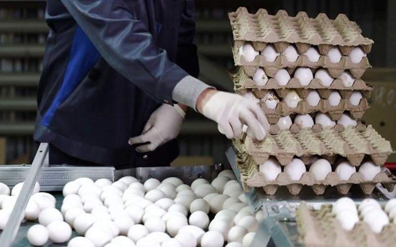پیش‌بینی مجلس از گرانی‌های سال آینده؛ افزایش۷۰درصدی نرخ مرغ و تخم‌مرغ