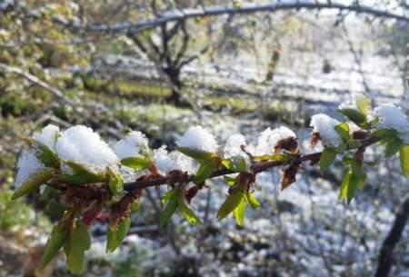 سیلی سخت سرما بر گونه شکوفه‌های بهاری