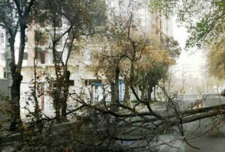 آسیب دیدگی ۱۴ اصله درخت بر اثر توفان