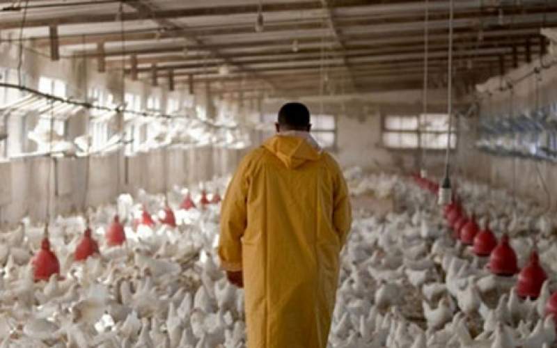 پتانسیل صادرات یک میلیون تن مرغ را داریم