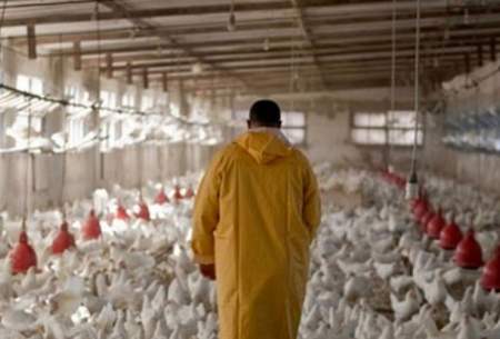 پتانسیل صادرات یک میلیون تن مرغ را داریم