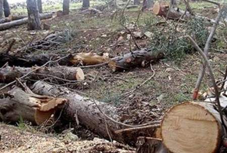 جنجال قطع درختان توسط موسسه دانشگاه تهران