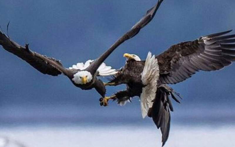 لحظه حیرت‌انگیز مبارزه دو عقاب در آسمان