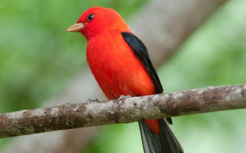 آلودگی نوری بر پرندگان مهاجر تاثیر منفی دارد