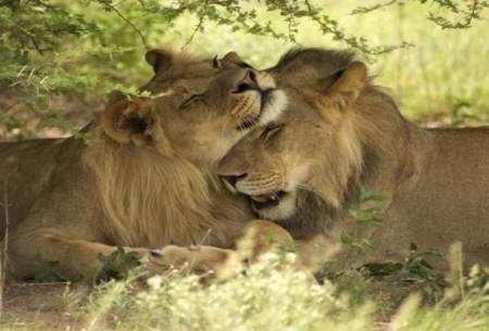شیر‌ها با هورمون عشق مهربان می‌شوند