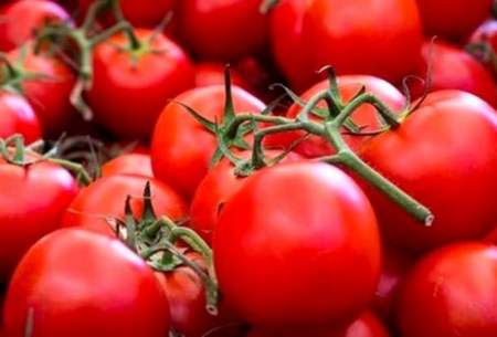 افزایش بی‌سابقه قیمت گوجه فرنگی